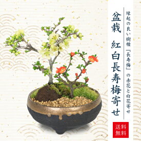 【父の日ギフト プレゼント】【即日出荷可】小品盆栽：紅白長寿梅寄せ植え（黒イブシ金彩信楽焼鉢）*bonsai