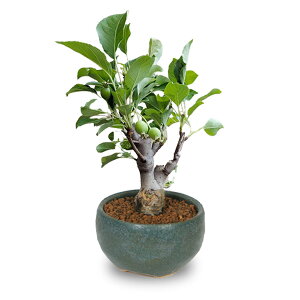 yy MtgzyV1ʁyo׉Izyzi~́FP񂲂(MyĐ[۔)*bonsai