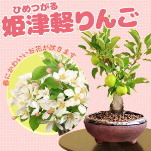 ~́FPÌy*iYSjyzPSЂ߂񂲔Aaa bonsai