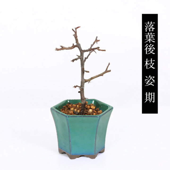 楽天市場】ミニ盆栽：長寿梅*(みどり反六角陶器鉢) 花盆栽木瓜ぼけ赤花 