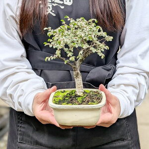 i~́Fɂꂯ₫*itj ӂɂꂯ₫OPLG bonsai