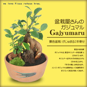~́FKW}2{*ˏĔہxmΕt ܂ K̎bonsai