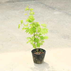 ؁EA؁@ ؕcF݂i͂傤j*݂@gt@~́@c@Ln`WE