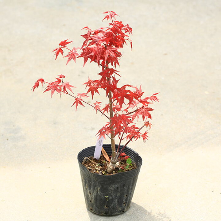 楽天市場】庭木・植木 庭木苗：出猩々モミジ*（でしょうじょうもみじ 
