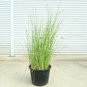 ؁EAEAFV}tgCi܂ӂƂj*ȃtgC@劔@rIg[v@ԍށ@ӐA