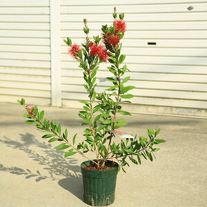 庭木・植木:ブラシの木(赤花) *キンポウジュ ポット苗 ぶらしのき