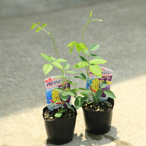 庭木・植木・苗:バタフライピー(蝶豆)2株セット* ちょうまめ チョウマメ ハーブティー アントシアニンの不思議