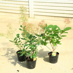 ؁EA؁FX[Nc[ 5*i]̕iIт)@[[ ̖