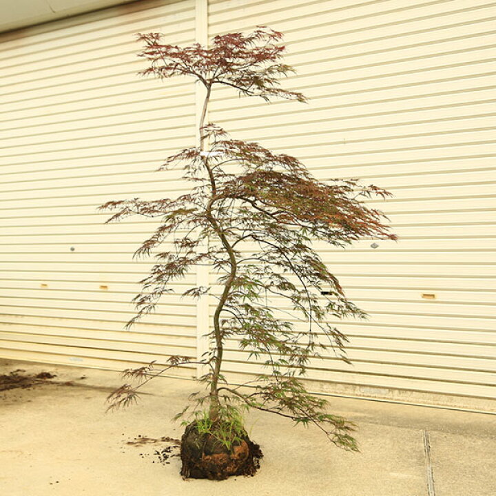 楽天市場】特撰庭木・植木：紅しだれもみじ（赤しだれもみじ）*紅 