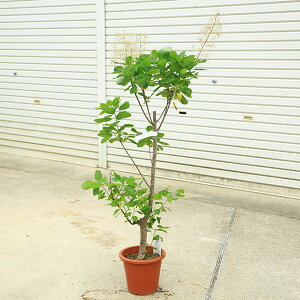 ؁@A؁@cFX[Nc[ (̖)zCg{[@i*8@ނ̂@}g֔