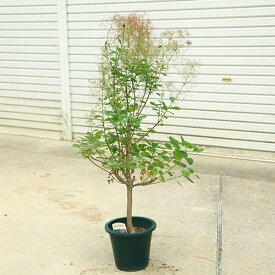 庭木　植木：スモークツリー 　ルビーハート*8号　現品限り！すもーくつりー　煙の木　　ヤマト便発送
