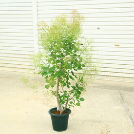 庭木　植木：スモークツリー 　ルビーハート*8号　現品限り！すもーくつりー　煙の木　ヤマト便発送