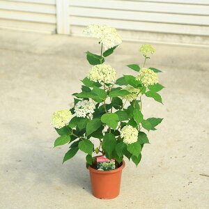 ؁EA؁FCAixiAix@CO[j5|bg*@Ȃׂ