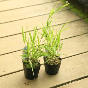 ؁EA @OhJo[F蕗m@iӂӂj*tE`\E@2Zbg