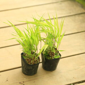 ؁EA @OhJo[F蕗m@iӂӂj2Zbg*@tE`\E