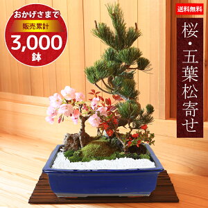 hV̓ Mtgyo׉z~́FEܗt*(pt)y2025NtJԏIzytpł͂zyyΉzyڂ񂳂@{TCzy~́złԌ bonsai