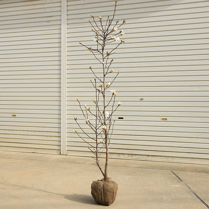 楽天市場】庭木 植木：姫こぶし（ひめこぶし）白花 特大株* 佐川急便 