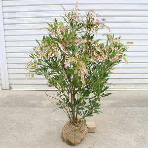 ؁EA؁Fn؁iイイсj*AZr@с@ELEAZr@ԁ@ʑ