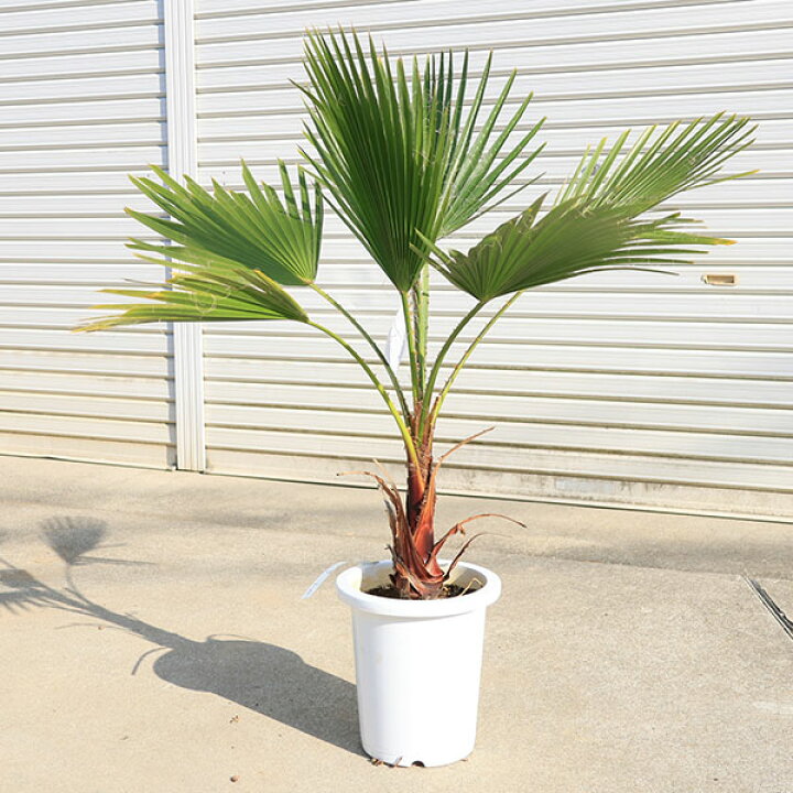 楽天市場】特大庭木 植木 ：ワシントンヤシ（ワシントン椰子） ヤシの 