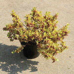 ؕcEAؕcFAxAigJ[`[jׂ肠@AxA@5|bg@}֔