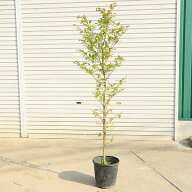 庭木・植木：ブナの木（ブナ）一本立ち　当店おまかせ品*　樹高：約160cm　全高180cm　佐川急便発送