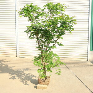 ؁@A؁@lCiIFRnE`JGfi݂j*~W@140cm*}ց@͂킩Ł@@gt