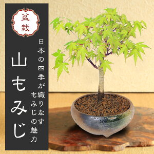 hV̓ Mtgyo׉Izi~́FR݂(ˏĎOʔ)*bonsai@gt
