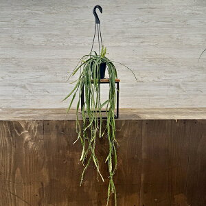 @ϗtAFvTX@NVtH*4@݂蔫