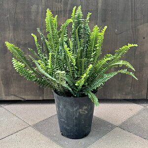 @ϗtAFltsX@^}V_*7 rj[|bg