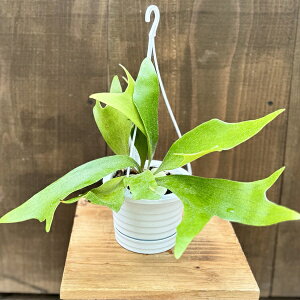 ϗtAFrJNV_ RE ALRl*4݂蔫 AVRl Platycerium alcicorne