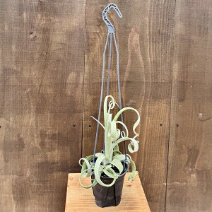 ϗtAF`WA GA[vc J[[X ݂蔫*GAvc Tillandsia Curly Slim