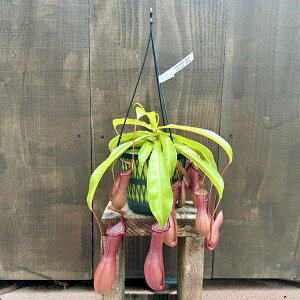 󏭕i ϗtA HAFEc{JY lyeX A[^*݂蔫 5 lyVX