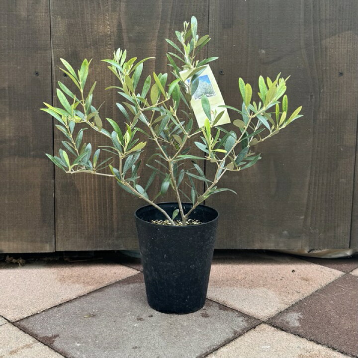 楽天市場】観葉植物：オリーブの木*5号 ネバディロ ブランコ 