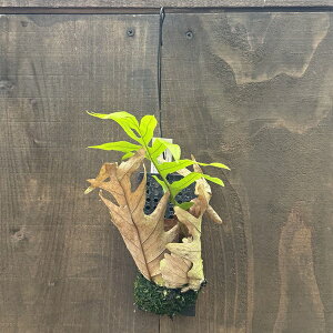 V_A ϗtAFhiA NGVtHA*v݂