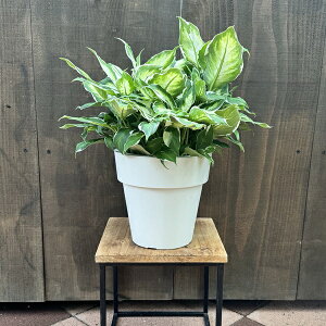 ϗtAFfBtFoLA@N[r[eB[*6v|bg