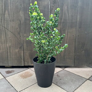 �ϗt�A���F�t�B�J�X �x���W���~�� �o���b�N*7�����v���|�b�g