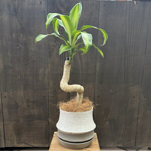 ϗtA@FIׂ܂FhZi }bTQAi@A*Mt RRV