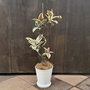 ϗtAFtBJX@eBlP* A 6@ZA[g Mt RRV