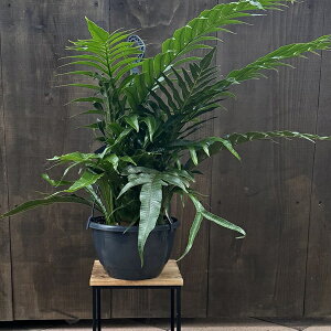 �ϗt�A���F�A�O�������t�@ �R���i���X*�J�U���V�_ 8���݂�