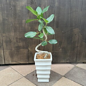 �ϗt�A���F�t�B�J�X �x���K�����V�X ���A��*�x���K���S�� �R�R���V����