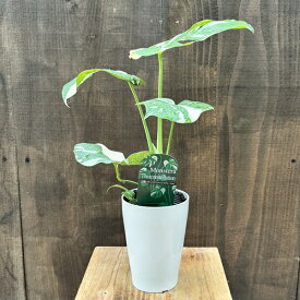 おしゃれ 観葉植物：モンステラ タイコンステレーション*4号プラポット 斑入りモンステラ