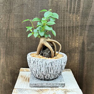 観葉植物:ガジュマル 石付き 鉢植え 受皿付*ゼオライト