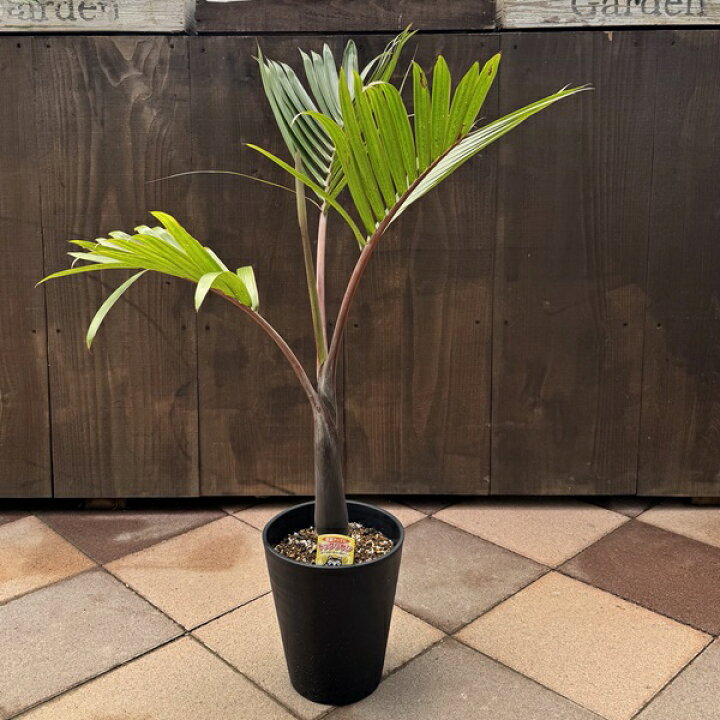 楽天市場】観葉植物：トックリヤシ 実生 太*黒セラアート鉢植え 大型 