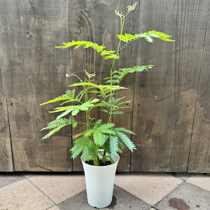 ϗtAFGo[tbV*6v|bg lmL ˂ނ̖