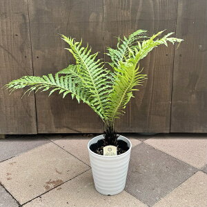 ϗtA@mV_AFuNi Mo Vo[fB*}A 5ZA[g