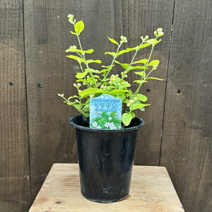 c@ԁ@ϗtFArAWX~*}cJWX~