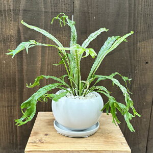 ϗtA FIׂFAXvjE j_X*V}II^j^