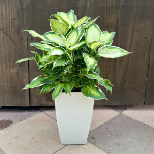 ϗtAFfBtFoLA N[r[eB[*7