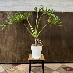 ϗtA NbJoFtBfh WCAg UihD*6ZA[g Mt o[N`bv