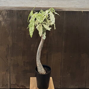 観葉植物 パキラミルキーウェイ」の人気商品一覧 | 安い商品を通販 